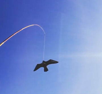 Il metodo di allontanamento volatili scary bird