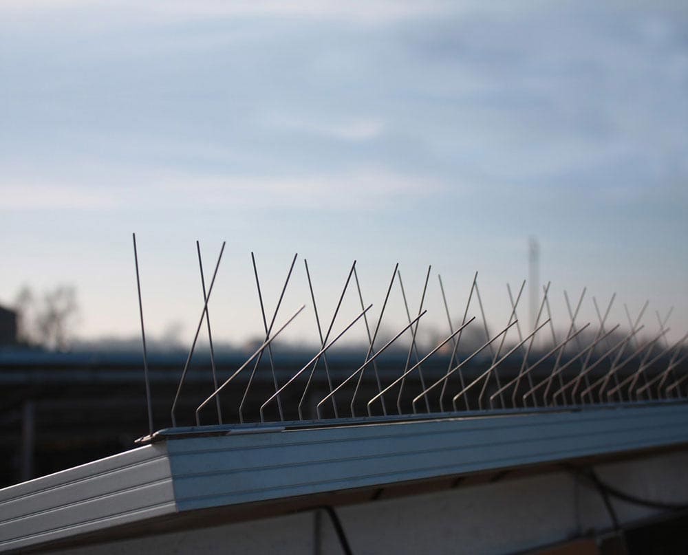 Tecnico MTC Service prepara l’intervento di allontanamento volatili