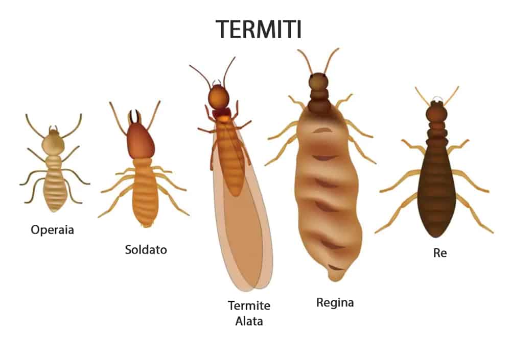 Tecnico MTC Service durante un intervento di termiti